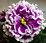 АВ-Махровая Петуния