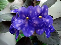 Ness' Blueberry Puff 