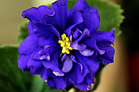 Тёмная Ночь ( Т.Дадоян)