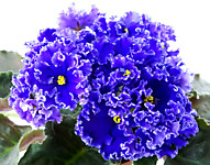 ЕК-Синий Иней