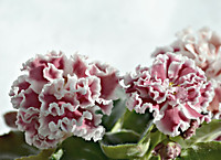 ПТ-Елизавета