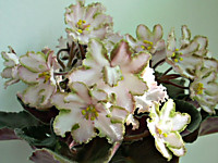 ПТ-Танец Тростника