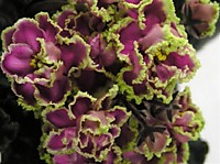 ЛЕ-Гортензия