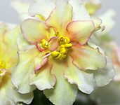 АВ-Золото Скифов